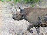 Extinction watch: Rhinoceros, hunted for its horn