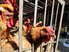 Maharashtra’s poultry pegs losses at Rs 150 crore due to coronavirus scare