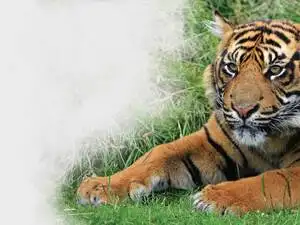 sunda-tiger