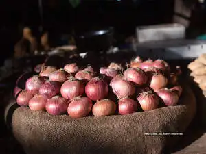 onion exports