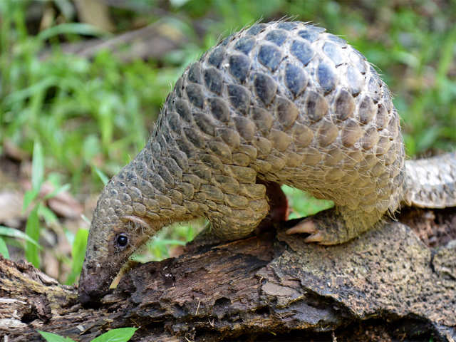 The most trafficked mammal