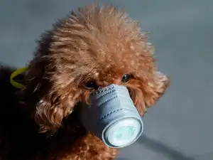 dog reuters