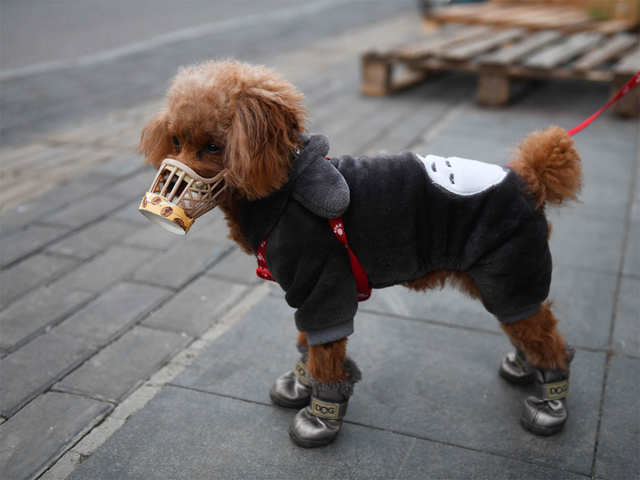 A pet dog in Hong Kong quarantined