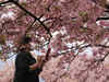 Flowers that no longer bloom: Japan cherry blossom festivals cancelled over Coronavirus fears