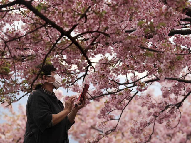 The traditional spring celebrations in Tokyo and Osaka, which attract millions of people wanting to see the white and pink flowers, will not go ahead as planned in April.