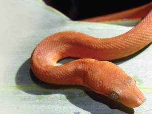 Extinction watch: A jaw-dropping, colour changing Boa - The Economic Times