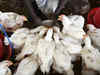 Coronavirus: Chicken prices fall, poultry industry affected