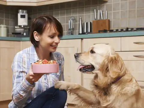 Who Let The Dogs In