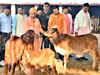 Yogi Adityanath ropes in private companies to catch cattle on Agra Expressway