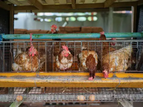 Coronavirus hits poultry biz