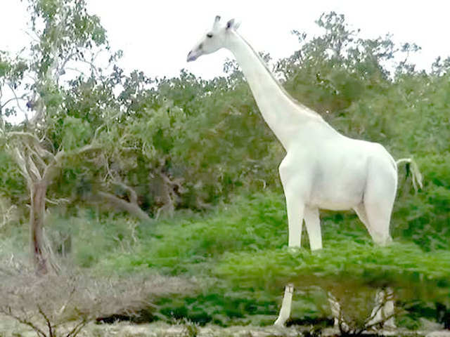 Speciality of white giraffe
