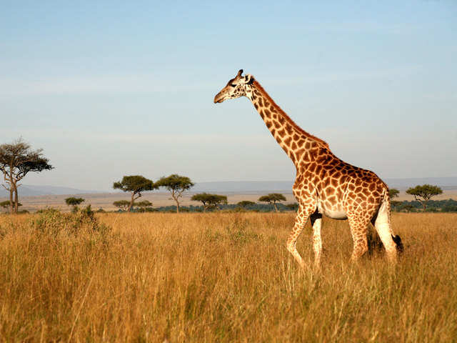 Lone male giraffe alive