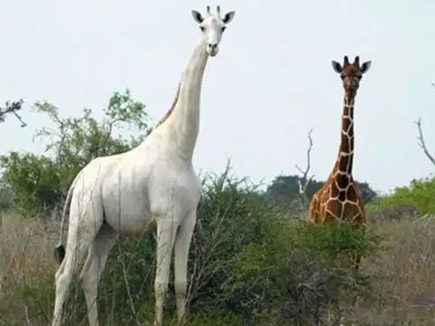 Giraffe killed by armed poachers