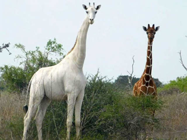Giraffe killed by armed poachers