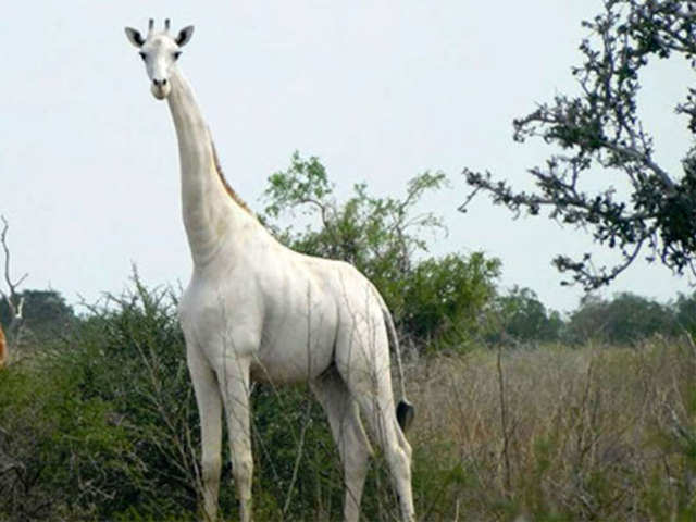 Rare white giraffes killed