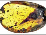 Tiny Dino skull found preserved in amber