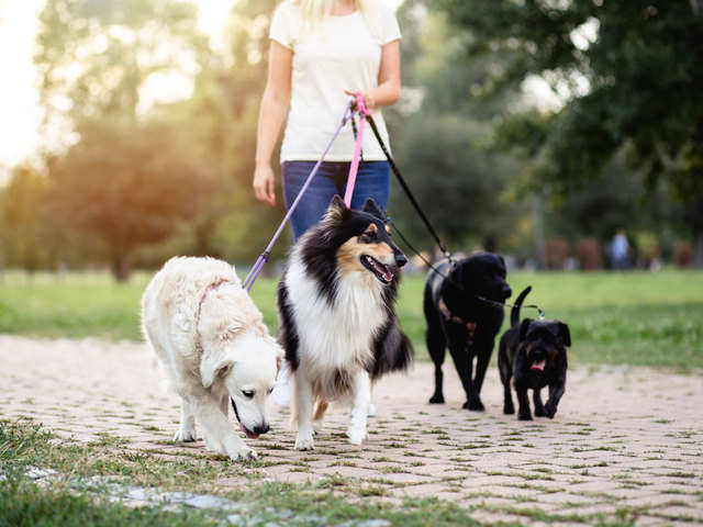 If I am self-isolating, can I walk my dog?