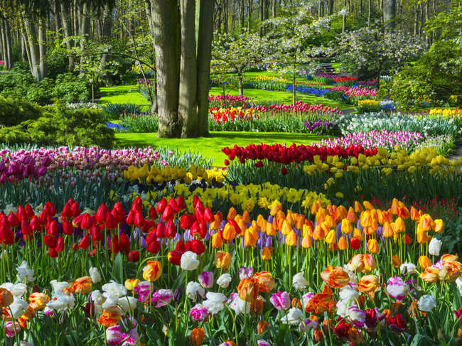 Once known as the Model Floriculture Center, Tulip Garden of Srinagar is home to varied species of flowers.