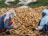 Potato price gains in India due to rains