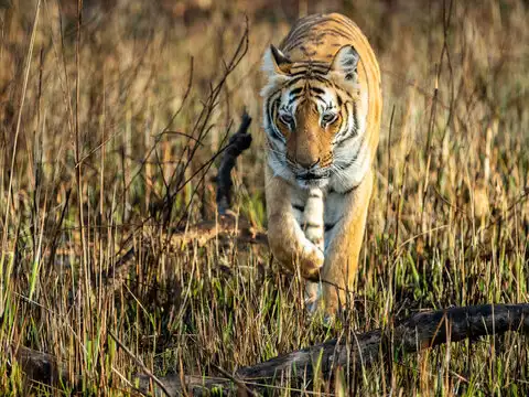 Jim Corbett