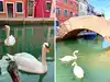 Swans Return To Venice Canals