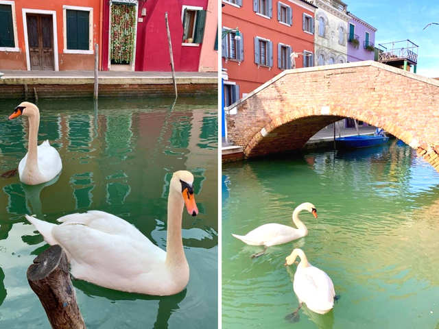 Swans Return To Venice Canals