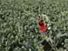 MP, Rajasthan yet to release Rs 4,213 crore share of premium for farmers under crop insurance