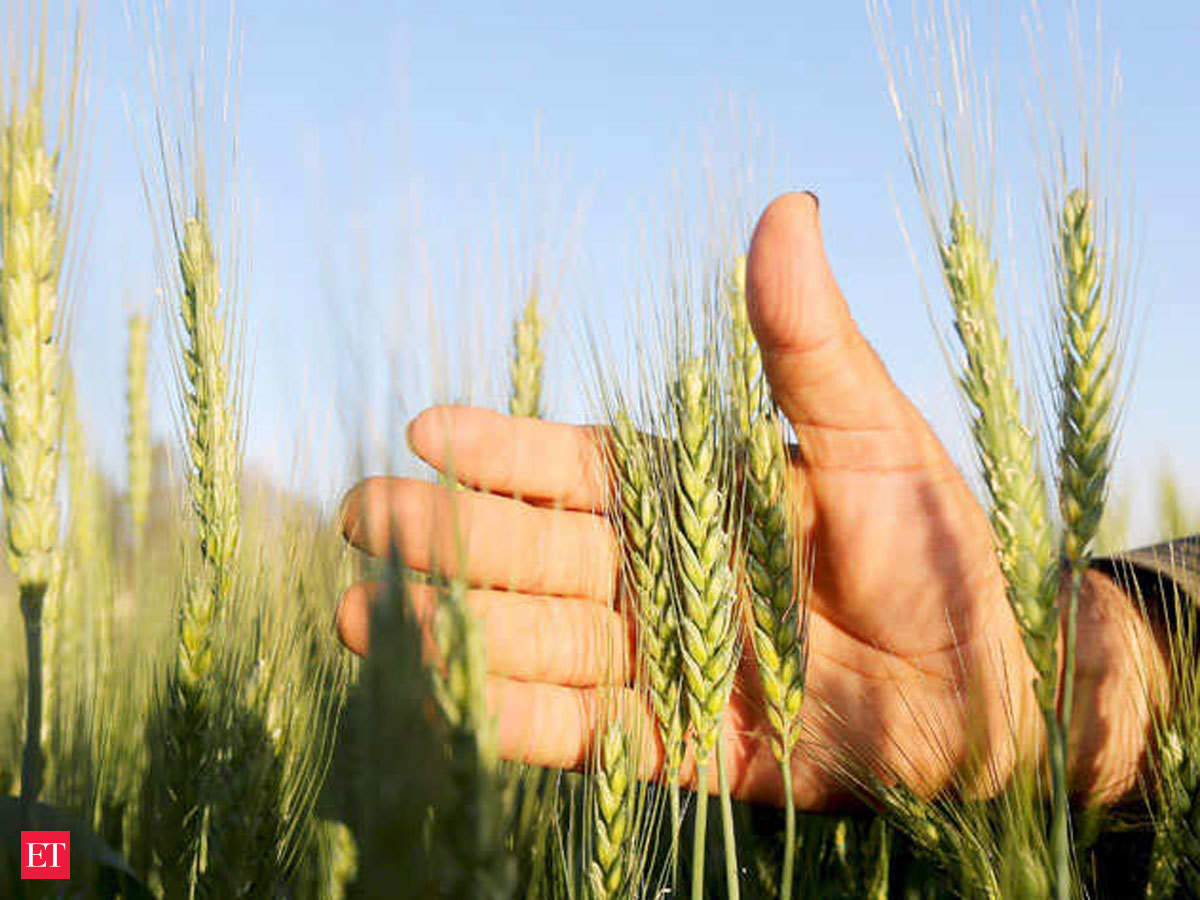 Procurement of wheat may be delayed - The Economic Times
