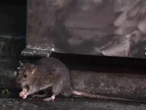 Rodents