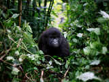 Africa’s rare mountain gorillas also at virus risk