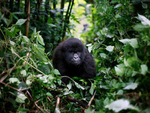 A young mountain gorilla is seen in the Virunga National Park in eastern Congo AP