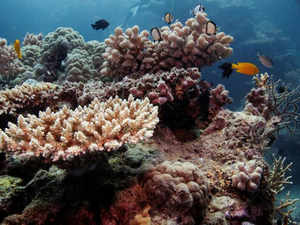 Great Barrier Reef off the coast of Cairns, Australia  Reuters