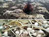Unseasonal rains hit Rajasthan farmers, crops worth Rs 700cr damaged