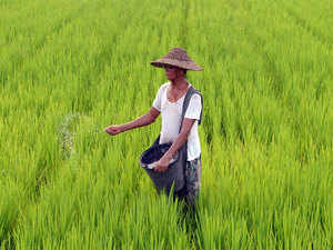 Agriculture-Paddy-AFP