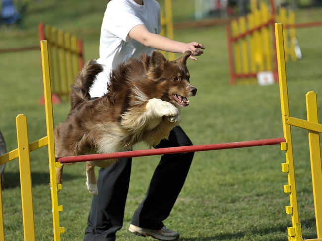 dog-olympics_iStock