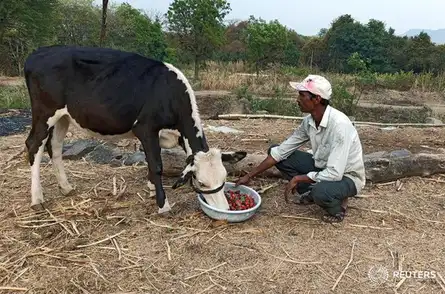 Farmers feed strawberries to cattle as lockdown hits transport