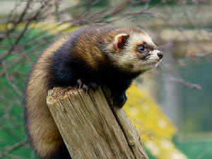 polecats: Extinction watch: This creature is territorial and solitary by  nature - The Economic Times