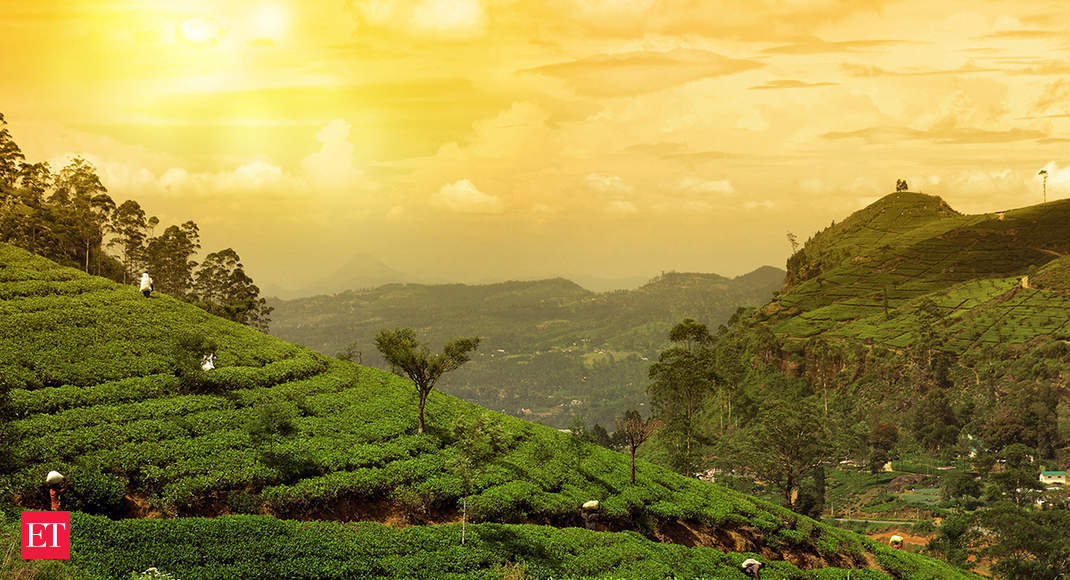 South Indian tea industry expects output decline in first 6 months of 2020 - Economic Times