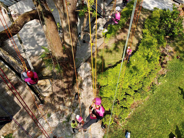 Climbing up a tall Chinaberry