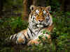 In a first, Bronx zoo tiger 'Nadia' tests positive for Covid-19, develops dry cough, loss of appetite