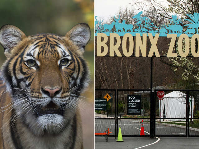 Coronavirus News: Tiger at NYC's Bronx Zoo Tests Positive - Bloomberg