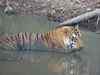 Football-sized hairball found in dead Pench tiger
