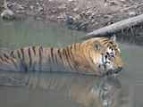 Football-sized hairball found in dead Pench tiger
