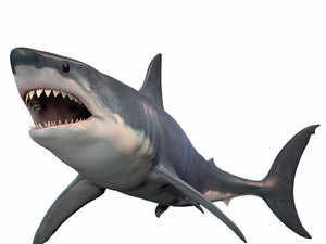Shark---Getty