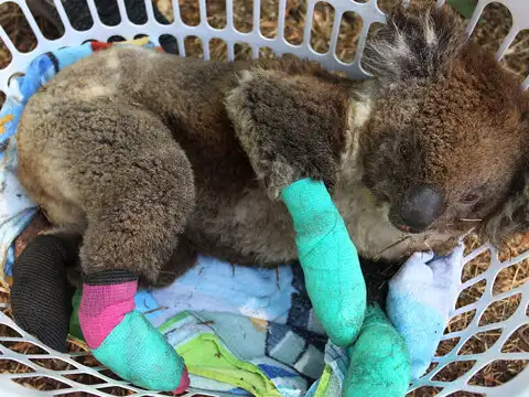 How make shift teams rescued the animals