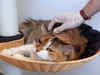 Pets safe no more? Cats can get coronavirus too!