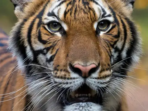 ​Tigers too!