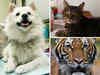 Covid Strikes Animal Kingdom: Dogs, Cats & Tigers Face Coronavirus Fury