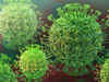 Mutations undergone by coronavirus tracked, three lineages discovered: Study