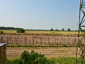 bsf